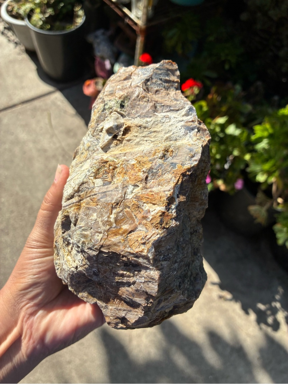 Large Rare Petrified Wood Specimen Rough 6” x7”, Over 5 Lbs - Picture 9 of 16
